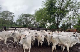 Grupo de vacas Brahman con piel blanca y orejas grandes, en terreno fangoso rodeado de árboles y estructura de madera.