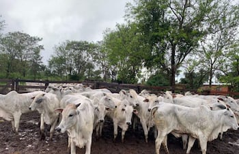 Grupo de vacas Brahman con piel blanca y orejas grandes, en terreno fangoso rodeado de árboles y estructura de madera.