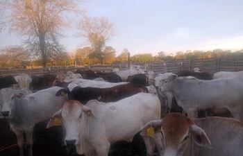 Ganaderos aprovechan la rehabilitación de caminos para vender sus animales.