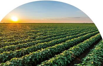 Los agronegocios son el sector con mayor rentabilidad por excelencia en el mercado local.