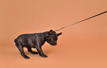 Perro bulldog francés.