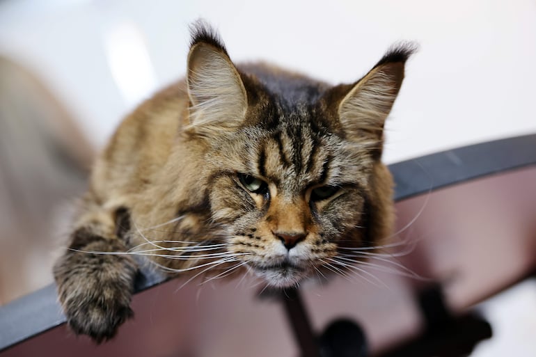 Gato maine coon.
