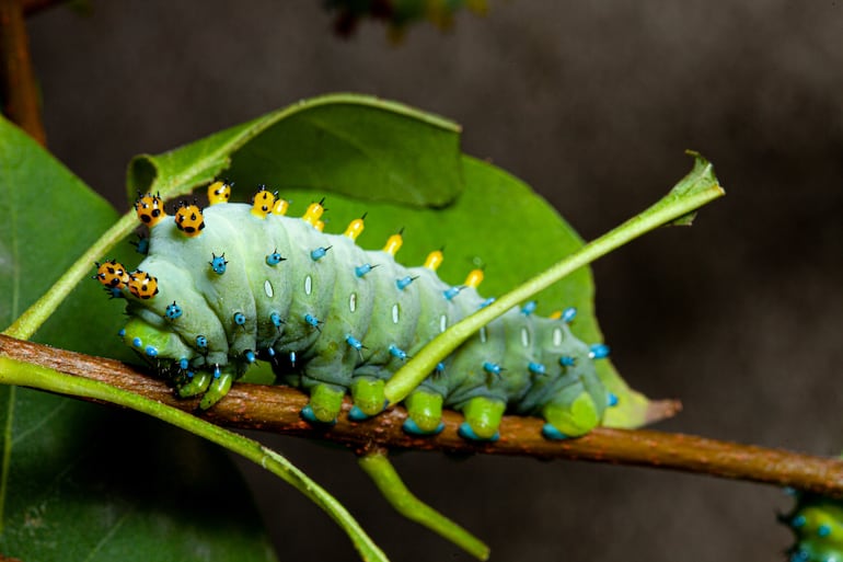 Polilla Hyalophora cecropia.