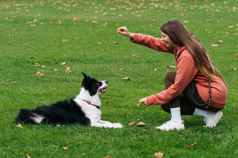 Perro de la raza border collie.