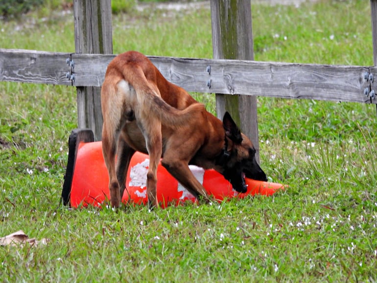 Perro pastor belga Malinois.