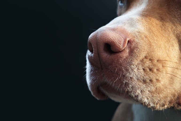 Nariz de un perro.