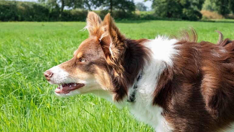 Perro de la raza border collie.