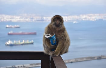 Los monos de Gibraltar, la única población de macacos que vive en libertad en Europa, han comenzado a comer tierra, y los investigadores han sugerido que lo están haciendo para contrarrestar el consumo excesivo de comida humana -sobre todo aperitivos dulces y salados- que les proporcionan los turistas.