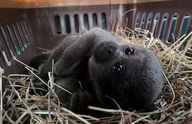 Fotografía cedida por ASOCARS de una cría de mono churuco rescatada este miércoles en Neiva (Colombia). Veterinarios rescataron a una cría de mono churuco que fue extraída de su hábitat natural en el departamento colombiano del Caquetá (sur) y permanecía como mascota en un hogar de la ciudad de Neiva, informaron las autoridades colombianas.