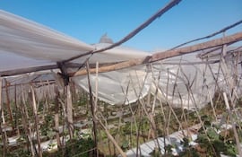 Invernadero agrícola dañado en un paisaje exterior. No hay personas visibles en la imagen.