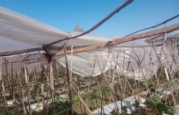 Invernadero agrícola dañado en un paisaje exterior. No hay personas visibles en la imagen.
