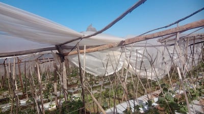 Invernadero agrícola dañado en un paisaje exterior. No hay personas visibles en la imagen.