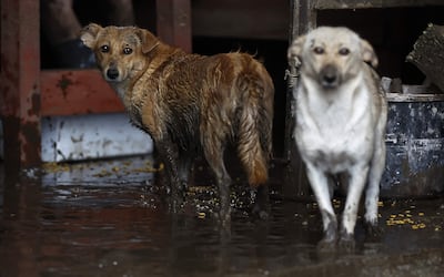 Las fuertes precipitaciones caídas en la noche del miércoles al jueves en Bélgica por el paso del temporal Kirk ha llevado a las autoridades a desplazar un helicóptero militar a la localidad de Couvin, en el sur del país, para evacuar a residentes en un camping atrapados por las inundaciones.
