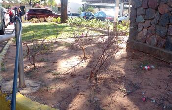 Así está el cantero del Hospital Central donde hace un año se “montó” un jardín tras la publicación de nuestro diario.