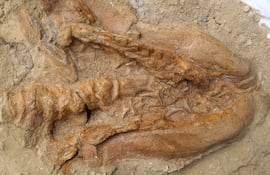 Fotografía de un fósil de tiburón de 9 millones de años ('cosmopolitodus hastalis'), en Lima, (Perú).