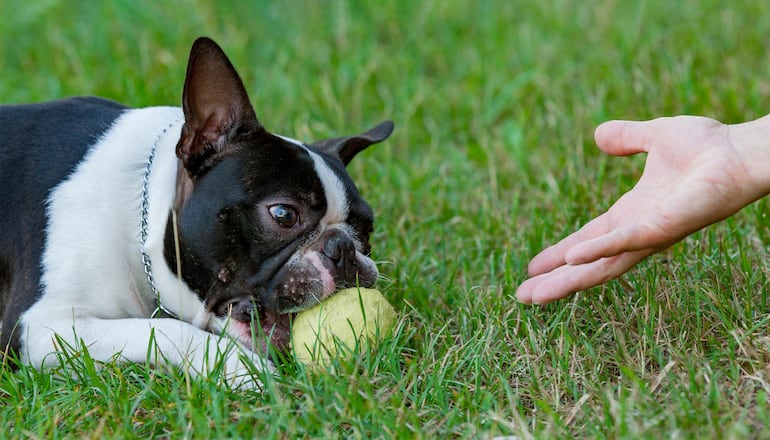 Perro de la raza Boston Terrier.