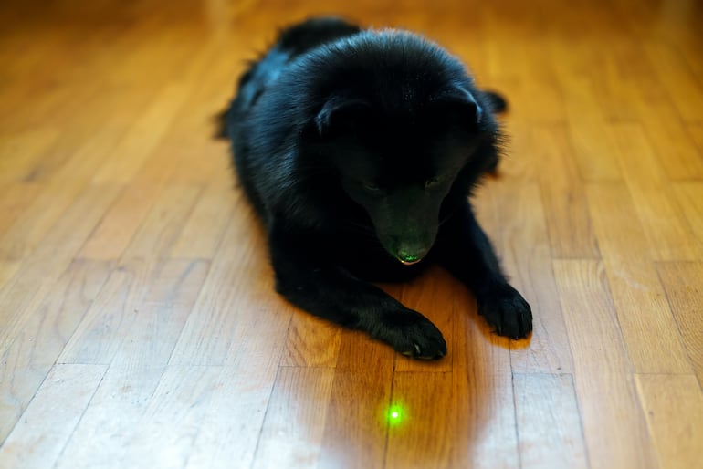 Persecución de sombras y luces en perros