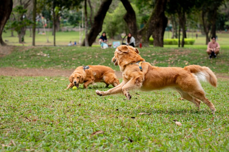 Dos perros golden retriever juegan en un parque.