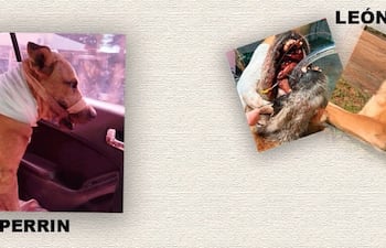 Más casos de crueldad animal que se registraron durante las fiestas de fin de año.