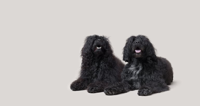 Dos ejemplares de la raza perro de agua portugués.
