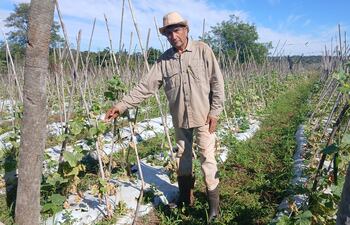vdb El agricultor Adrián Vázquez, mostrando las hojas afectadas por las bajas temperaturas.