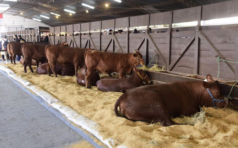 Habilitacion de la expo. Más de 400 expositores de animales participarán en la presente edición