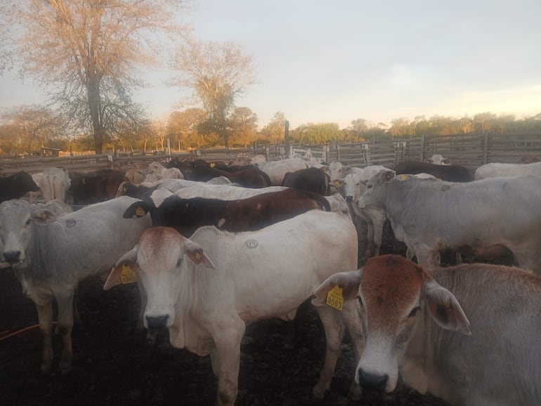 Animales vacunos, establecimiento ganadero en Fuerte Olimpo.