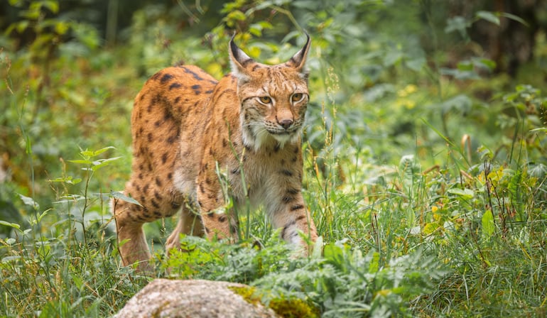 Lince euroasiático salvaje (Lynx).