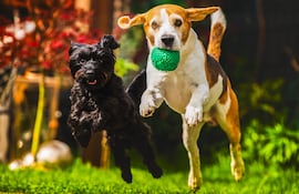 Dos perros corren y juegan con una pelota.