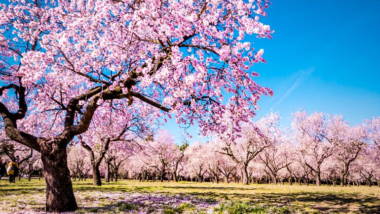 Quinta de los Molinos, Madrid.