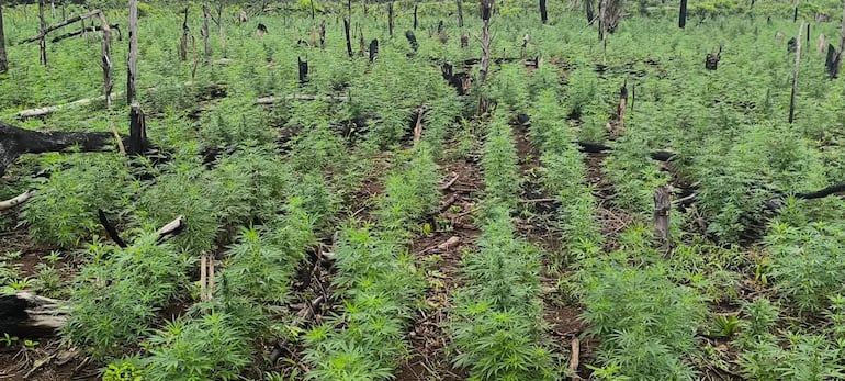 Amplio cultivo de plantas de marihuana en terreno rural, con troncos caídos en el fondo.