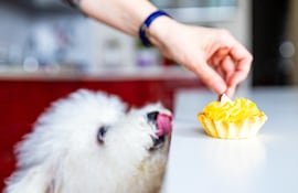 Perro con ganas de consumir azúcar, imagen ilustrativa.