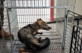 Ejemplar de aguara´i fue hallado con lesiones en la vía pública en Itauguá.