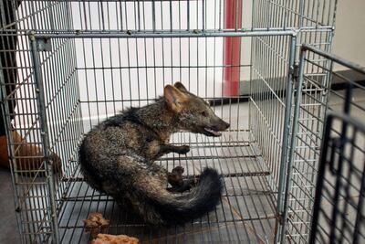 Ejemplar de aguara´i fue hallado con lesiones en la vía pública en Itauguá.