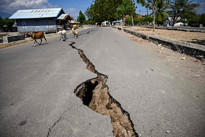 Imagen ilustrativa: cabras caminan junto a una grieta en la carretera en Marapokot, Nagekeo, Nusa Tenggara Oriental, Indonesia, tras un terremoto.