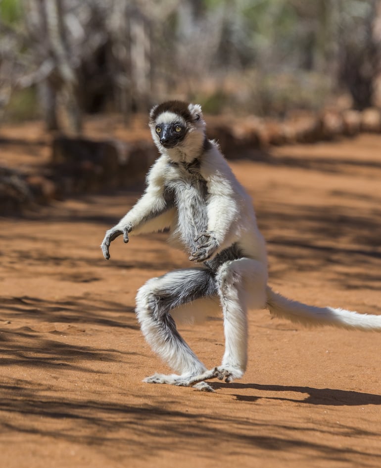 Lémur Sifaka.