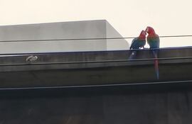 Romeo y Julieta: los guacamayos que cautivan miradas en el microcentro de Encarnación