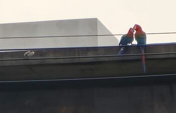 Romeo y Julieta: los guacamayos que cautivan miradas en el microcentro de Encarnación