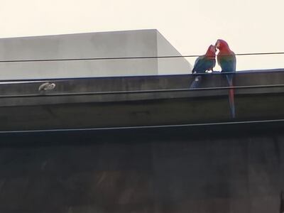 Romeo y Julieta: los guacamayos que cautivan miradas en el microcentro de Encarnación