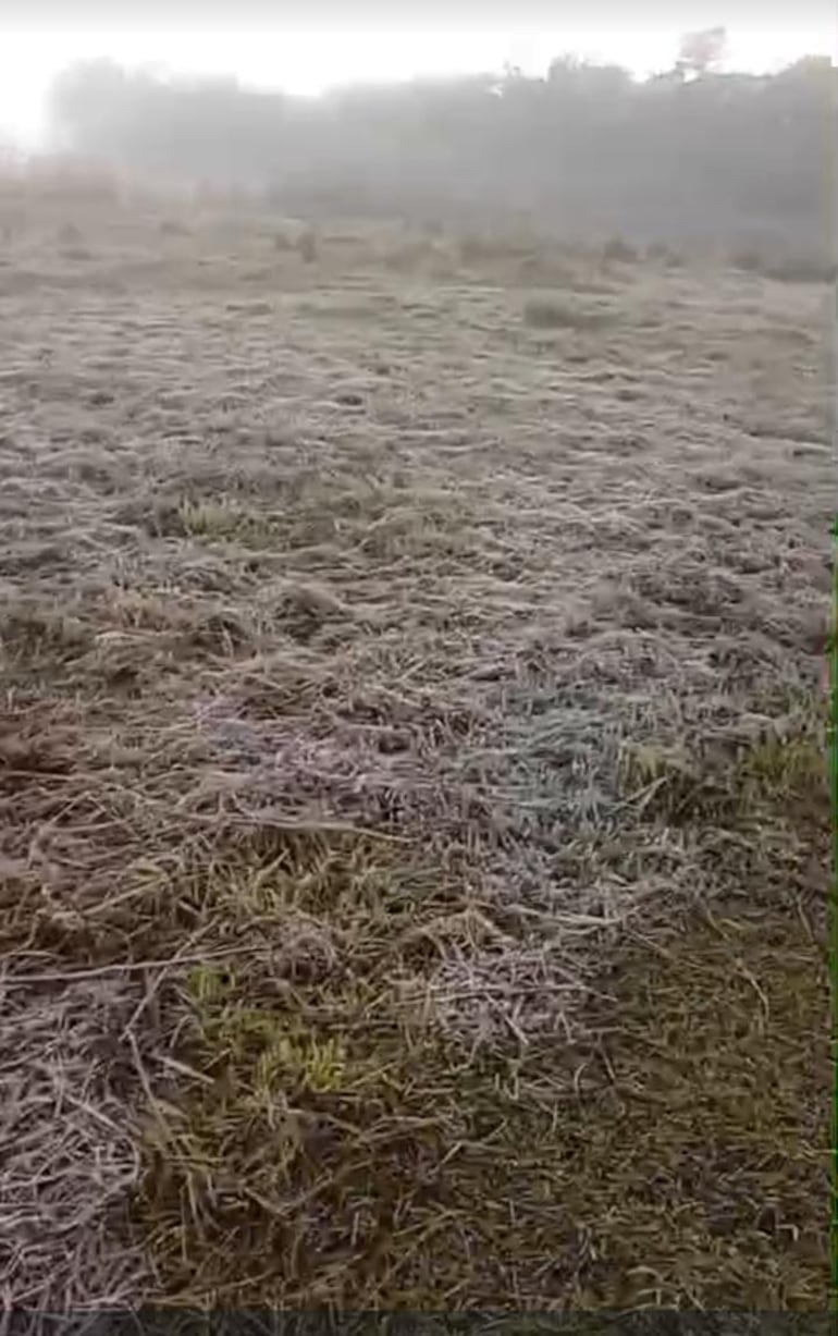 En la zona de Alberdi también se observaron las escarchas sobre el pasto.