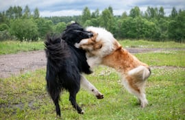 Perros en el parque.