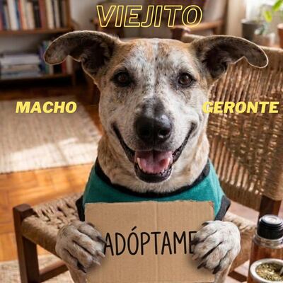 La Dirección de Defensa Animal publicó el catálogo de adopción en la "Edición Amigos".