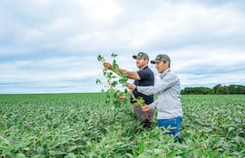 Soja y maíz apuntan a altos volúmenes en la zafriña