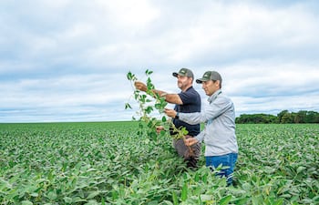 Soja y maíz apuntan a altos volúmenes en la zafriña