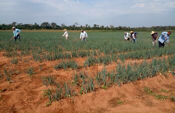 Los pequeños productores expresaron su rotundo rechazo a la implementación de la normativa Nº 1115/2023 en el país.