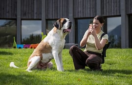 Una mujer toma una foto de un perro San Bernardo durante una visita de prensa previa a la inauguración del museo y parque Barryland en Martigny, en los Alpes suizos.