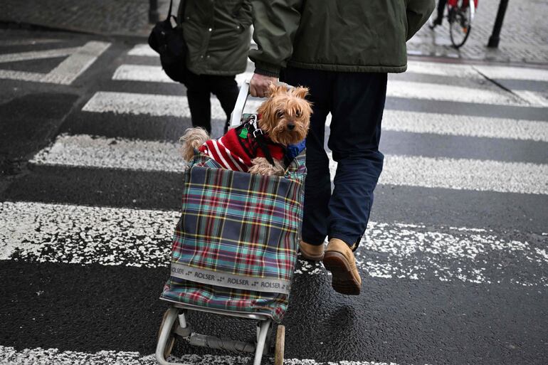 De compras con el perro.