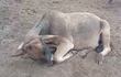 Videos viralizados en las redes sociales en los últimos días revelan un panorama surrealista y desolador de animales vacunos de diversas zonas del Chaco debilitados y consumiendo tierra para morir poco después. Imagen captura de video.