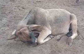 Videos viralizados en las redes sociales en los últimos días revelan un panorama surrealista y desolador de animales vacunos de diversas zonas del Chaco debilitados y consumiendo tierra para morir poco después. Imagen captura de video.