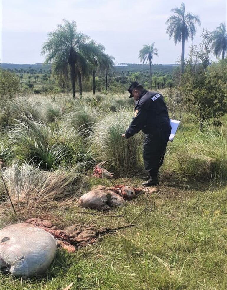 Los restos de animales faenados fueron encontrados dentro de la estancia.